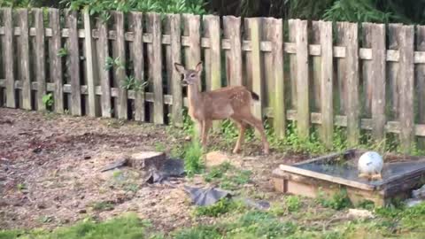 Fawn Fence Fail