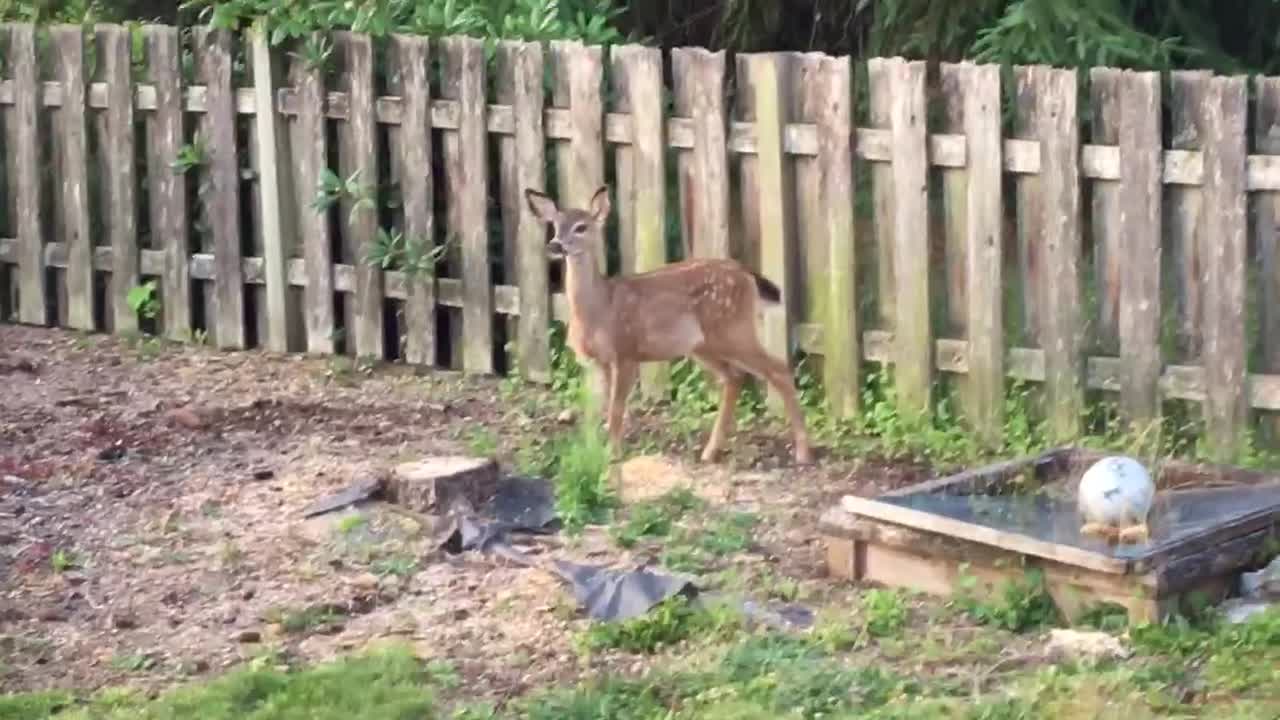 Fawn Fence Fail