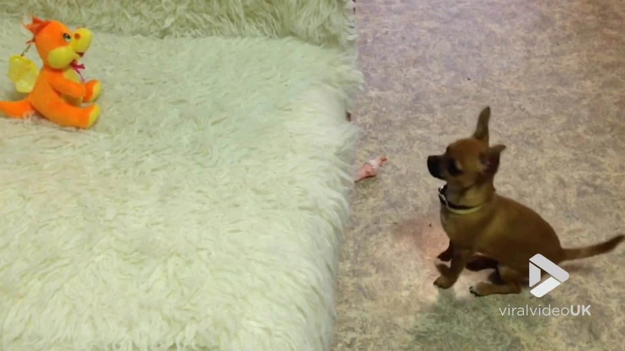 Stubborn pup gets his toy || Viral Video UK