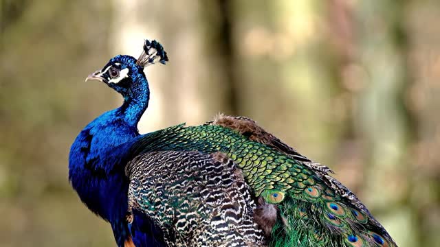 Beautiful Peacock Pretty As a Peacock