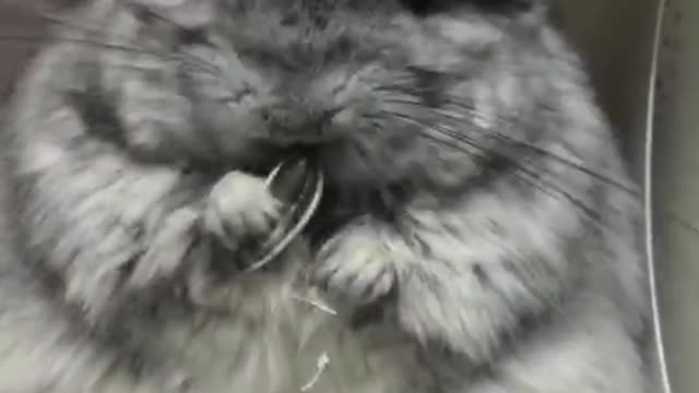 Melon seeds are very delicious