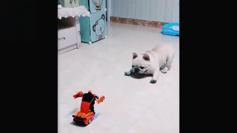 Dog play game intresting game unbelievable