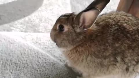 I washed the bunny and he got mad at me