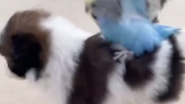 Cute dog play with parrot