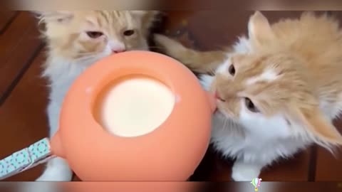 A kitten sucking milk at the speed of light