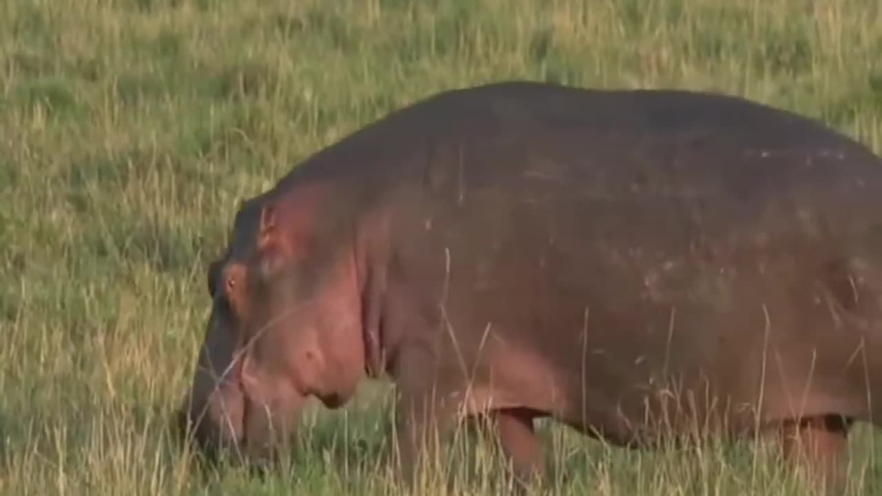 Sept 26, 2017 - Sunrise- A Hippo on tip toe with Tayla in the Maasai Mara