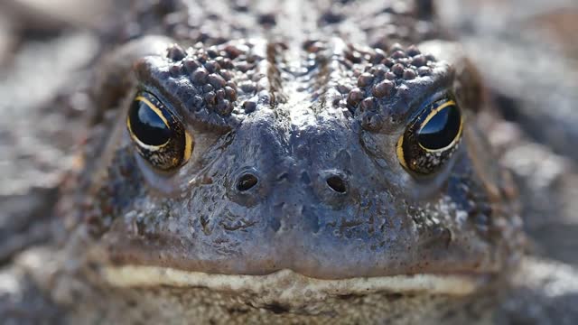 Close-Up Video Of Frog