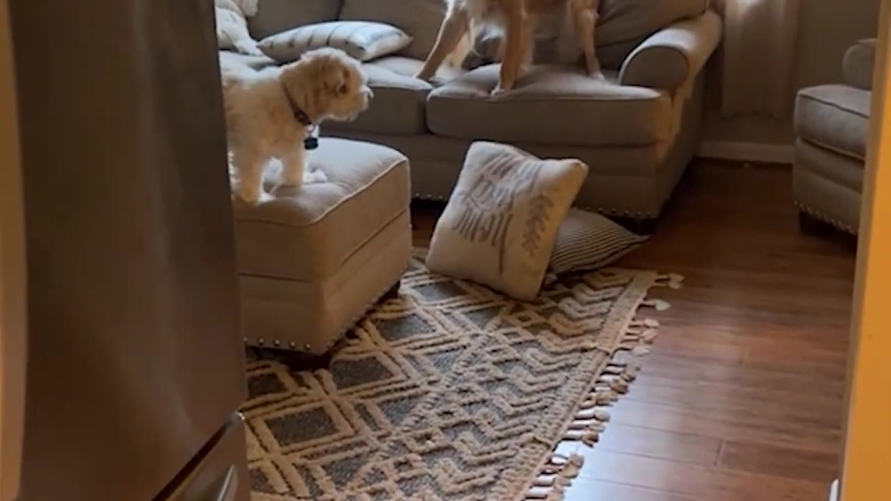 Funny ANIMALS videos😊Funniest CATS😹 and DOGS🐶 2024 #5