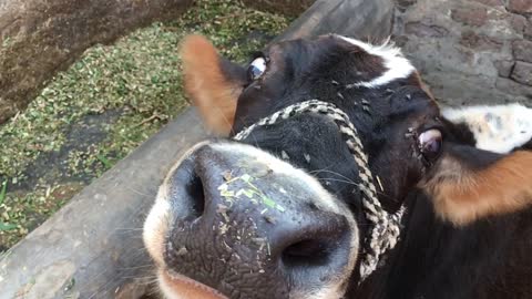 Rescued cow snuggling with her caretaker