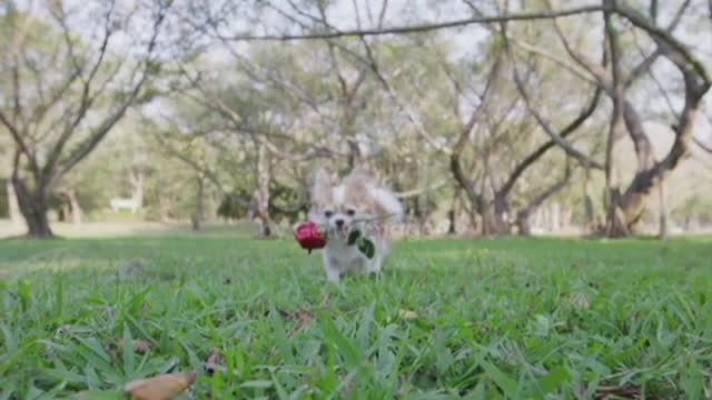 4k , Chihuahua dog holding red rose in mouth