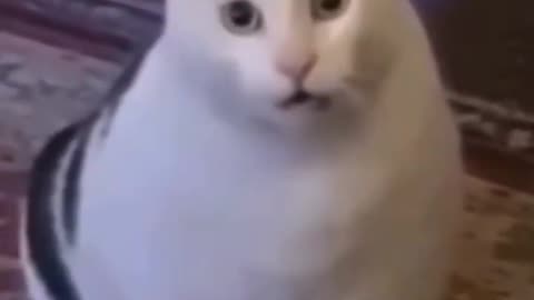 Hhhuh? Huh? Cat meme