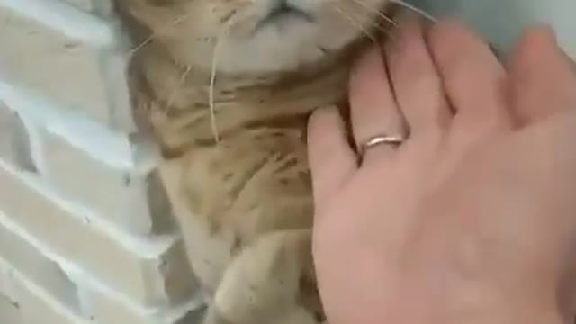 Cat vs Human || Cute Cat fight With Human