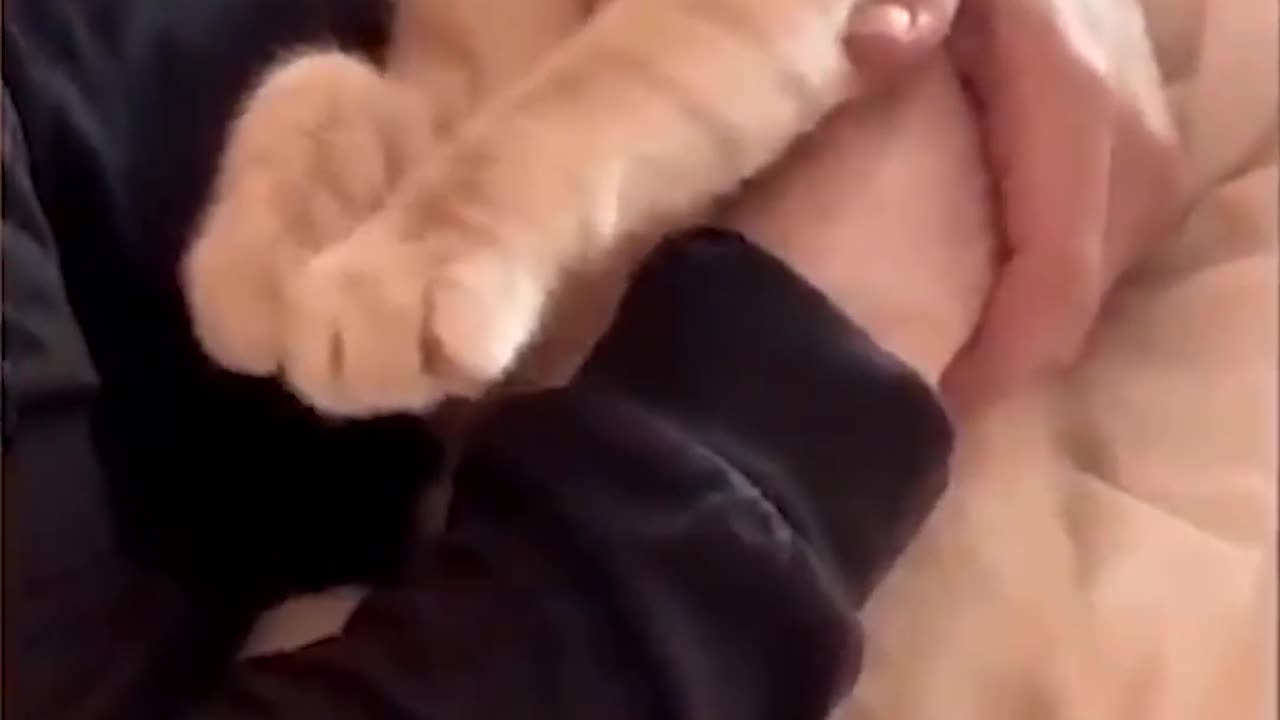 Funny Animal Videos Of The Day #002! 😂😂