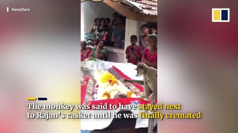 Monkey attends funeral of human caretaker in Sri Lanka