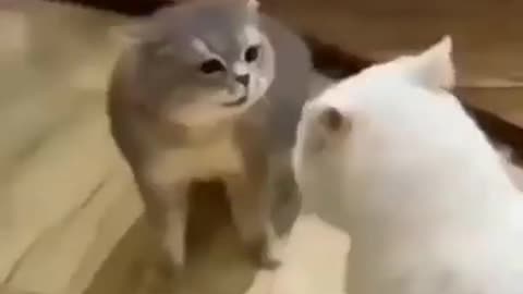 Two cats fight with fun