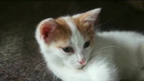 cute cats