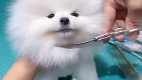 Cute dog hair cut