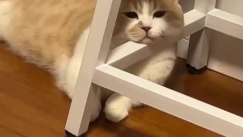 Sad cat