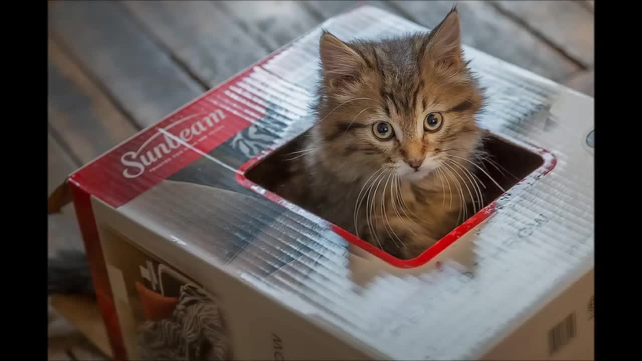 Cute and adorable kittens