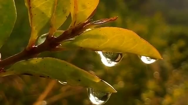 Morning dew on the branches, so beautiful