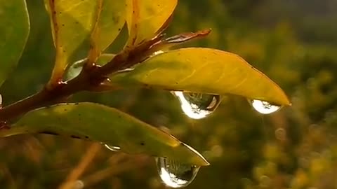 Morning dew on the branches, so beautiful