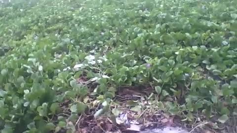 Filmando a vegetação em volta da praia, a flores roxas no local [Nature & Animals]