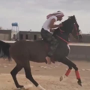 Le cheval est de son imagination