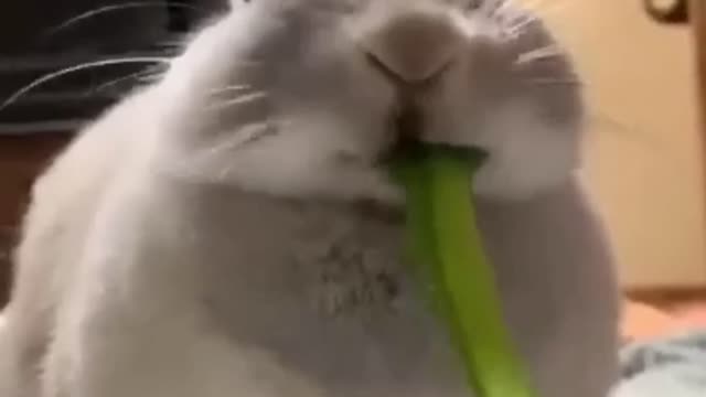 Rabbit eats vegetable