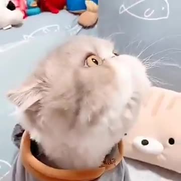 video cats funny