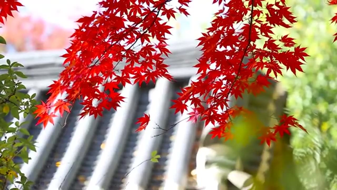 6 Intresting facts of Japan | interesting facts about japan