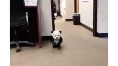 Dog dress up like Panda