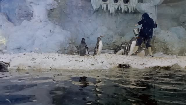 Penguins of the World for Children