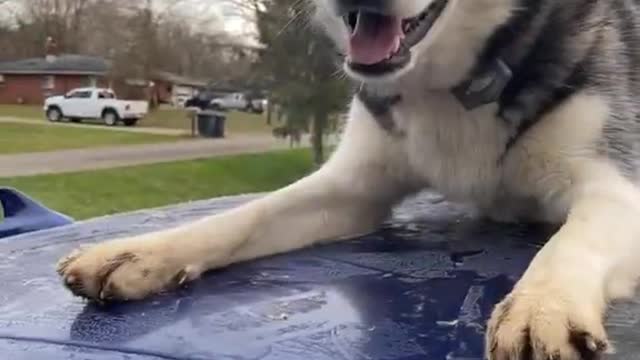 Husky Won't Leave Car Roof