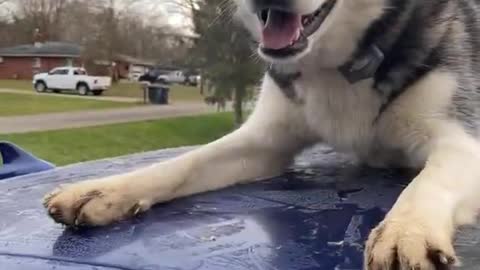 Husky Won't Leave Car Roof