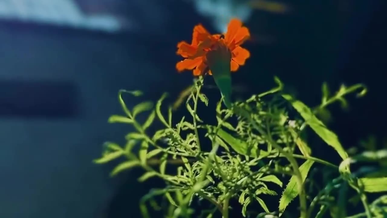 Natural Seen 6