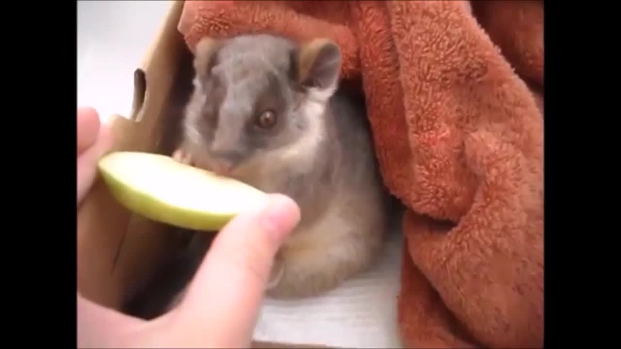 Baby Possum