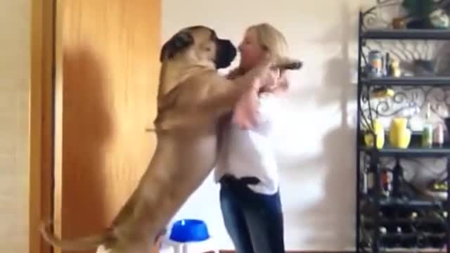 Dozer the tall Bullmastiff