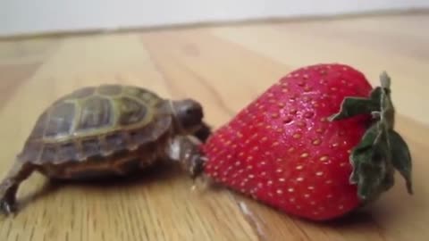 Turtle vs Strawberry