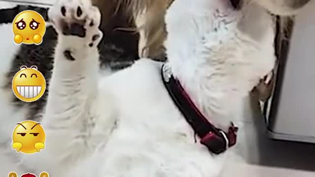 Should I love dogs or cats?