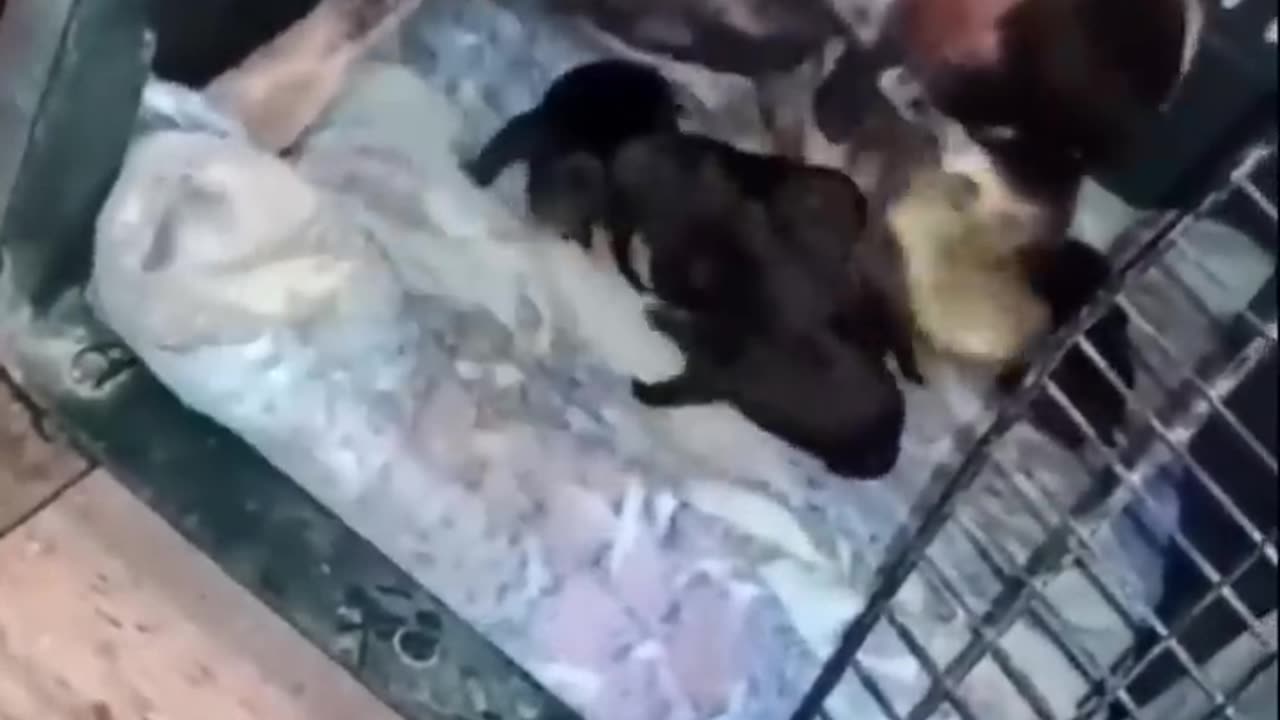 funny animals