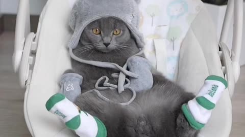 Lazy kitty lounges on baby rocker