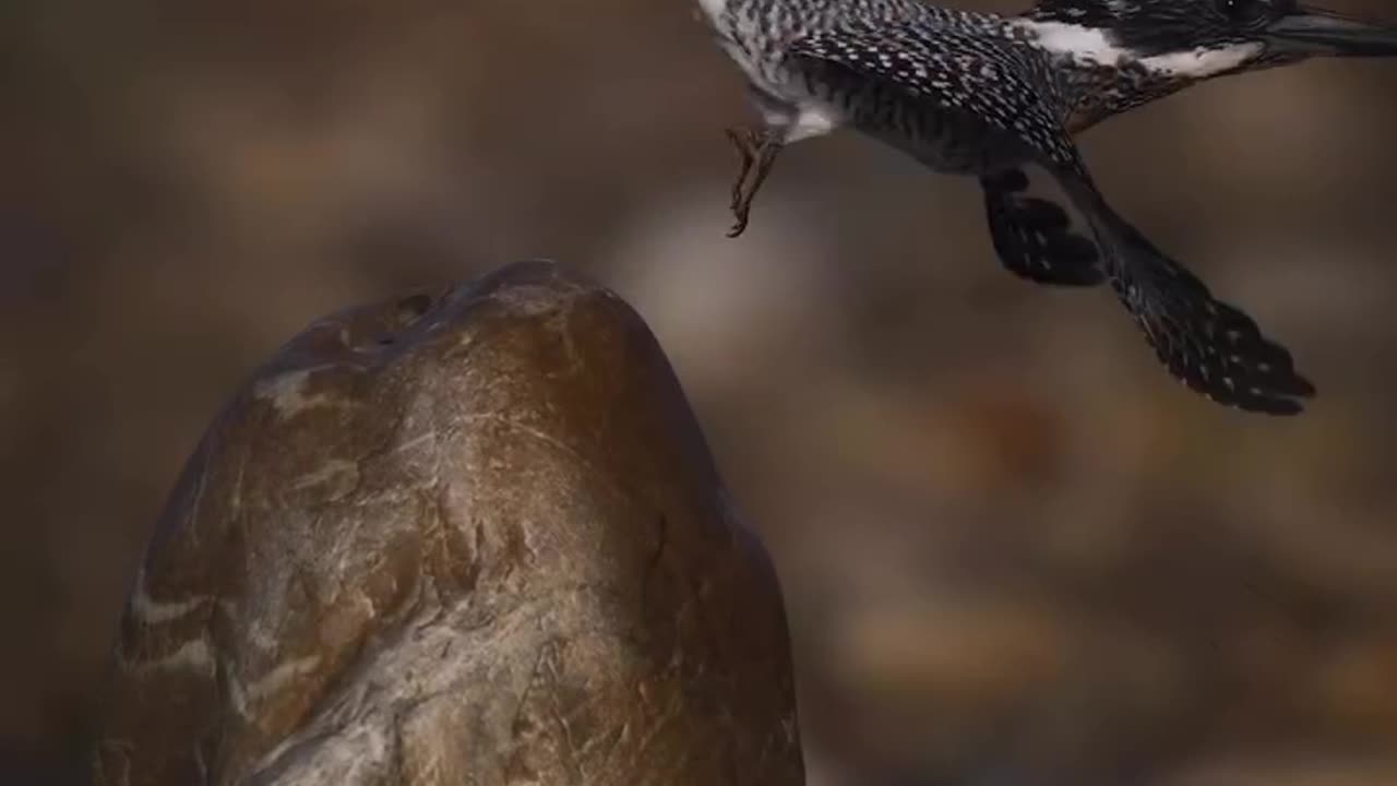 Wildlife