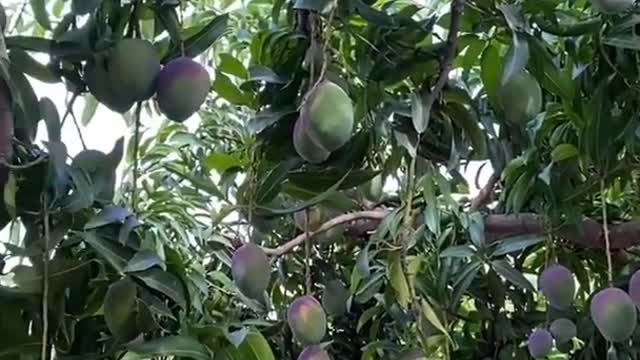 Farm Fresh Ninja Fruit Cutting Desi Satisfying Fruit Ninja Fruit Ideas | Amazing Fruits Video