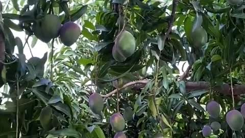 Farm Fresh Ninja Fruit Cutting Desi Satisfying Fruit Ninja Fruit Ideas | Amazing Fruits Video