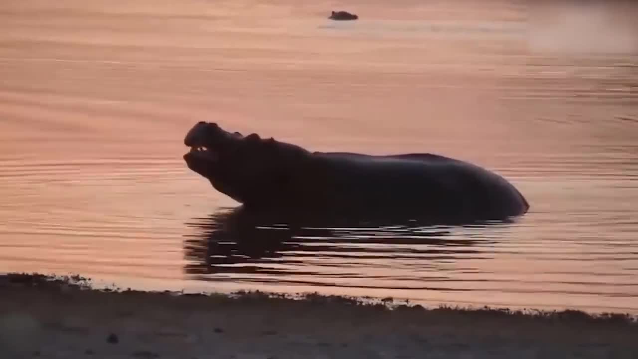 Lion's Failed Hunt Is Prevented By Hippo - Great Battle Of Lion Attack Hippo-17