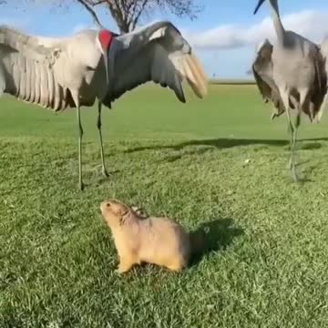 Hahaha😀, small but terrible 😠😡