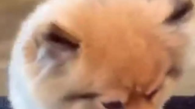 Watch this pets go crazy, really funny and cute