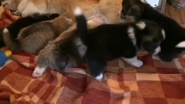 Funny puppy play with mother