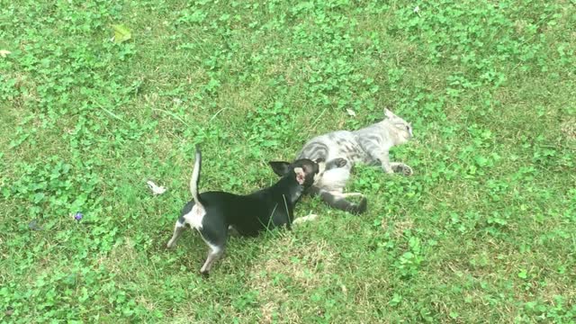 Thumbelina Plays with his new cat buddy named Figaro