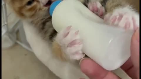 Obedient cats drink their own milk